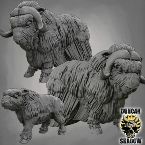 Musk Ox